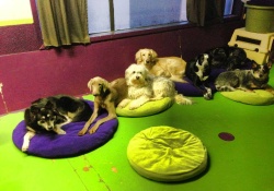 doggy daycare in vancouver
